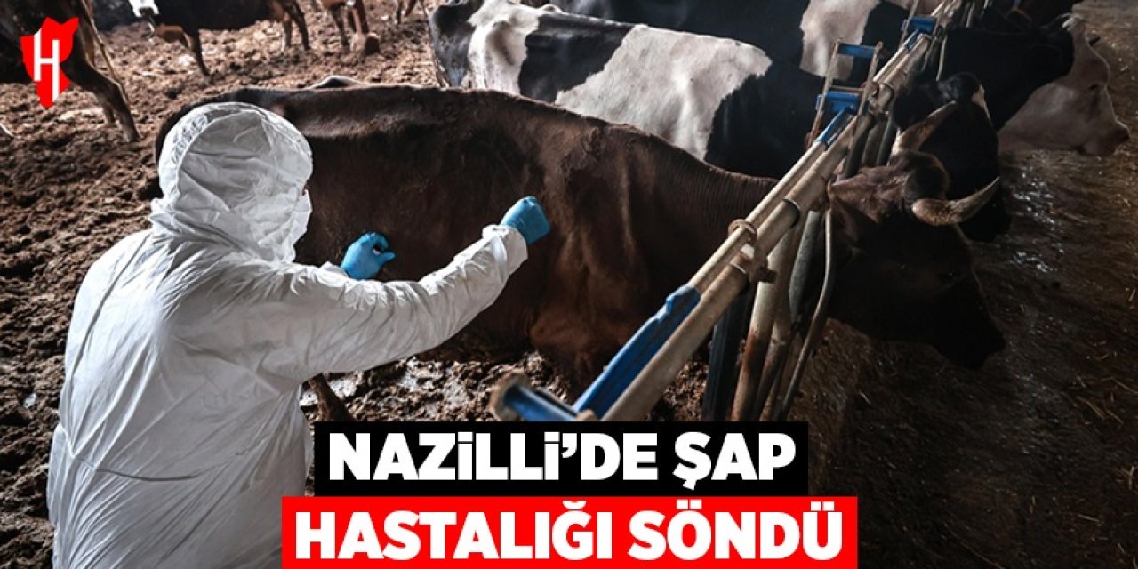 Nazilli'de şap hastalığı söndü