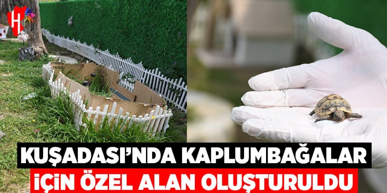 Kuşadası'nda kaplumbağalar için özel yaşam alanı oluşturuldu