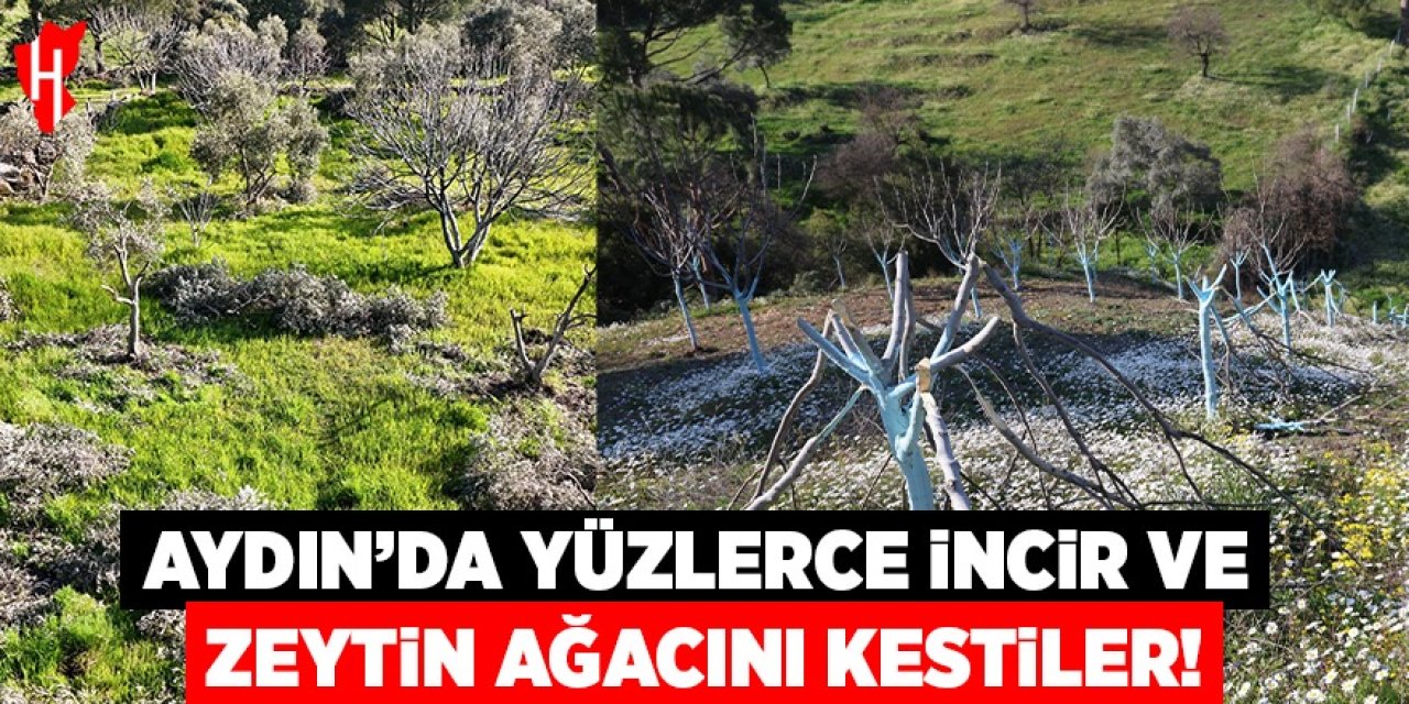 Aydın'da bir gecede yüzlerce incir ve zeytin ağacını kesip ortadan kayboldular