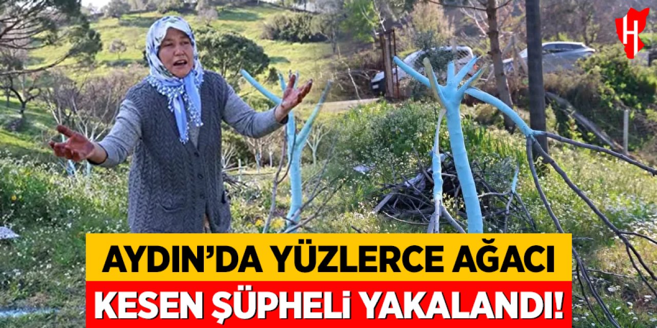 Aydın'da yüzlerce ağacı kesen şüpheli yakalandı!