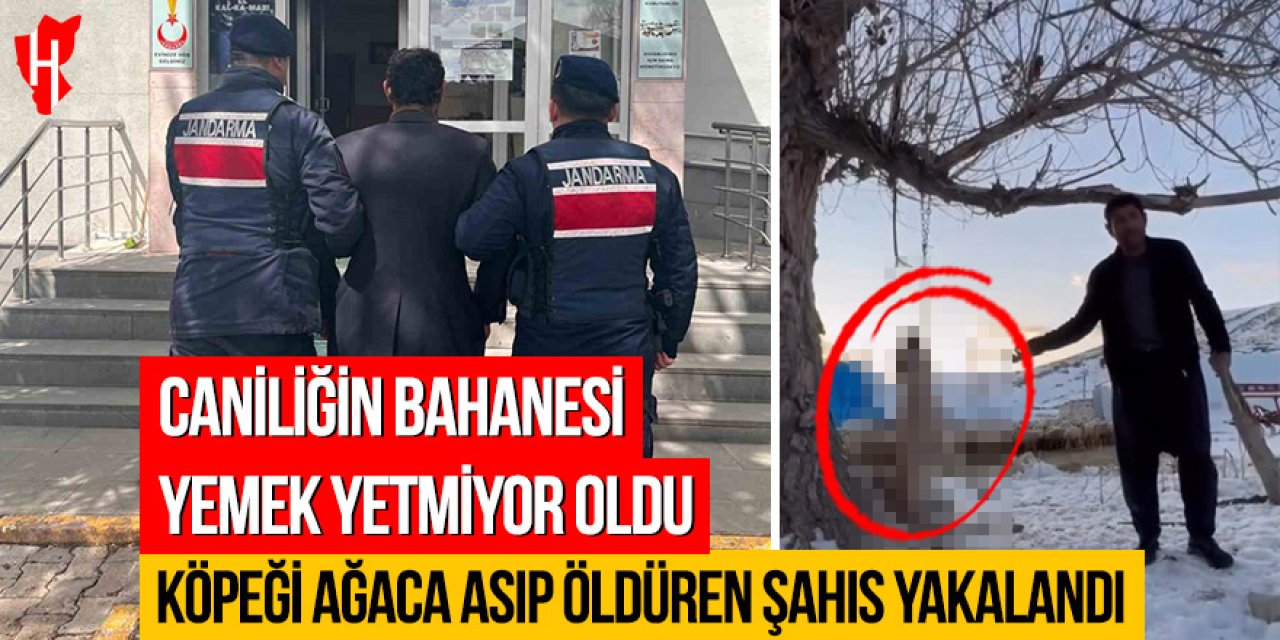 Caniliğin bahanesi yemek yetmiyor oldu: Köpeği ağaca asıp öldüren şahıs yakalandı