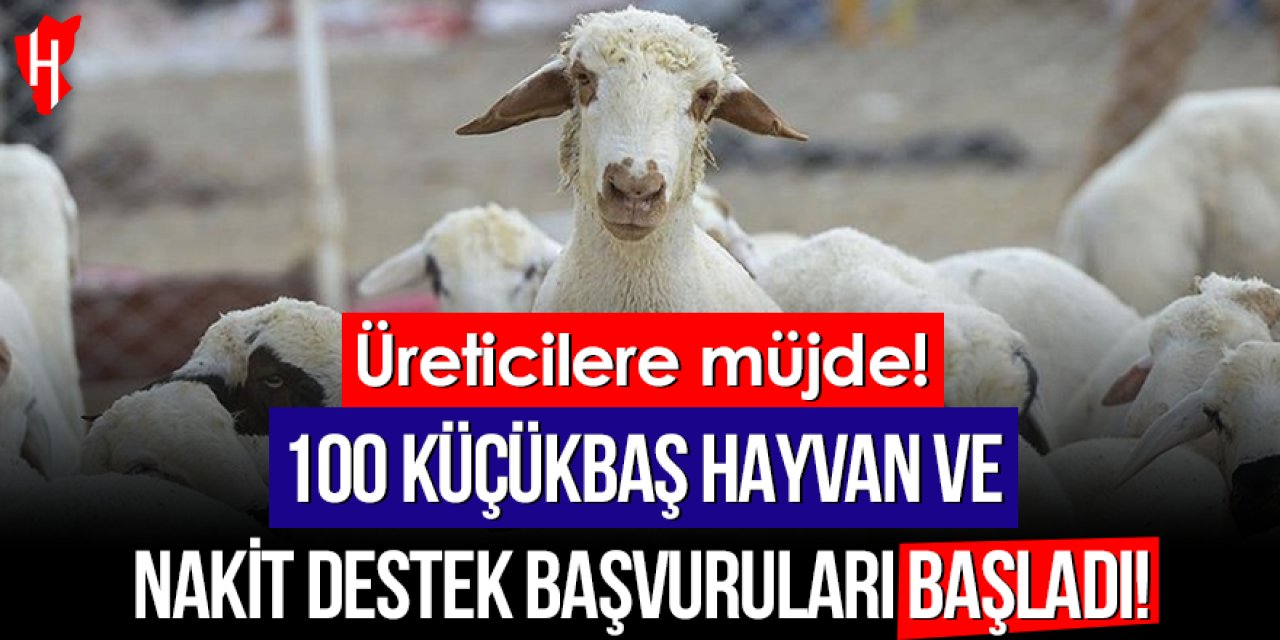 Kırsalda Bereket Küçükbaşa Destek projesine başvurular başladı
