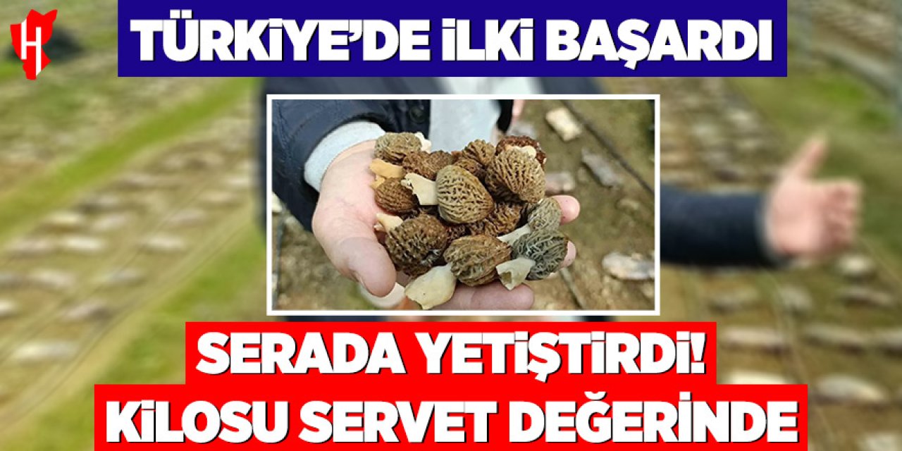 Türkiye’de ilki başardı: Serada yetiştirdi, kilosu servet değerinde