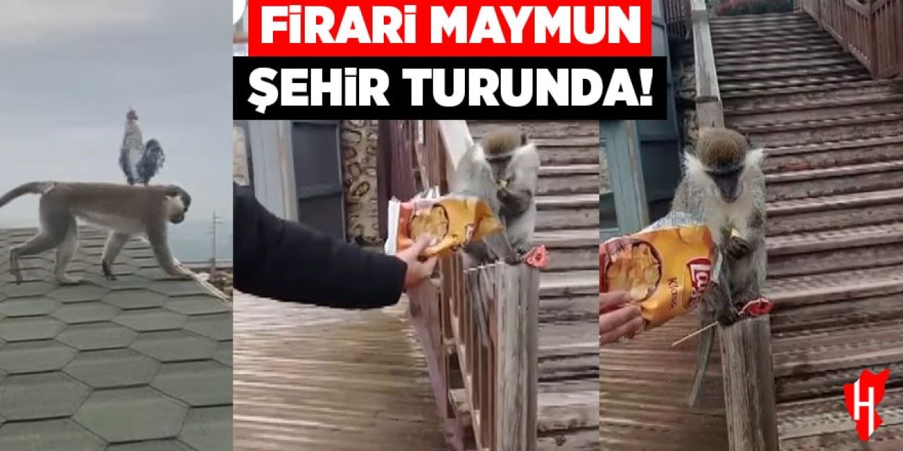Firari maymun şehir turunda