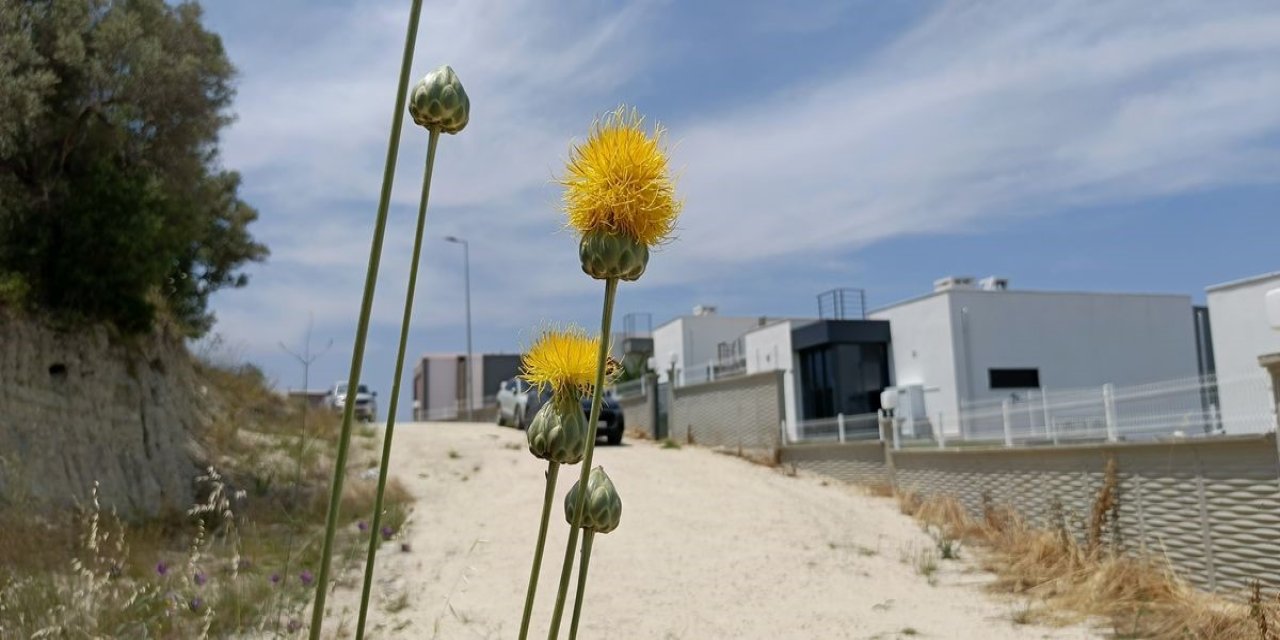 Kuşadası'nın simgesi Tülüşah yok olma tehlikesiyle karşı karşıya