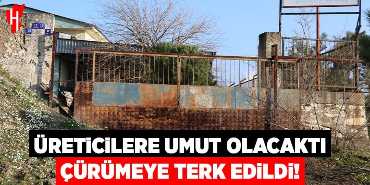 Aydınlı üreticilere umut olacaktı, şimdi çürümeye terk edildi