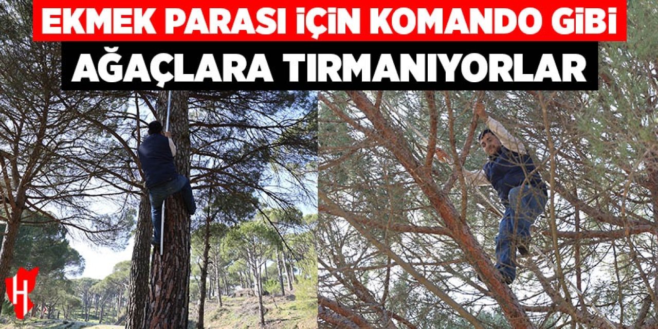 Ekmek parası için komando gibi ağaçlara tırmanıyorlar