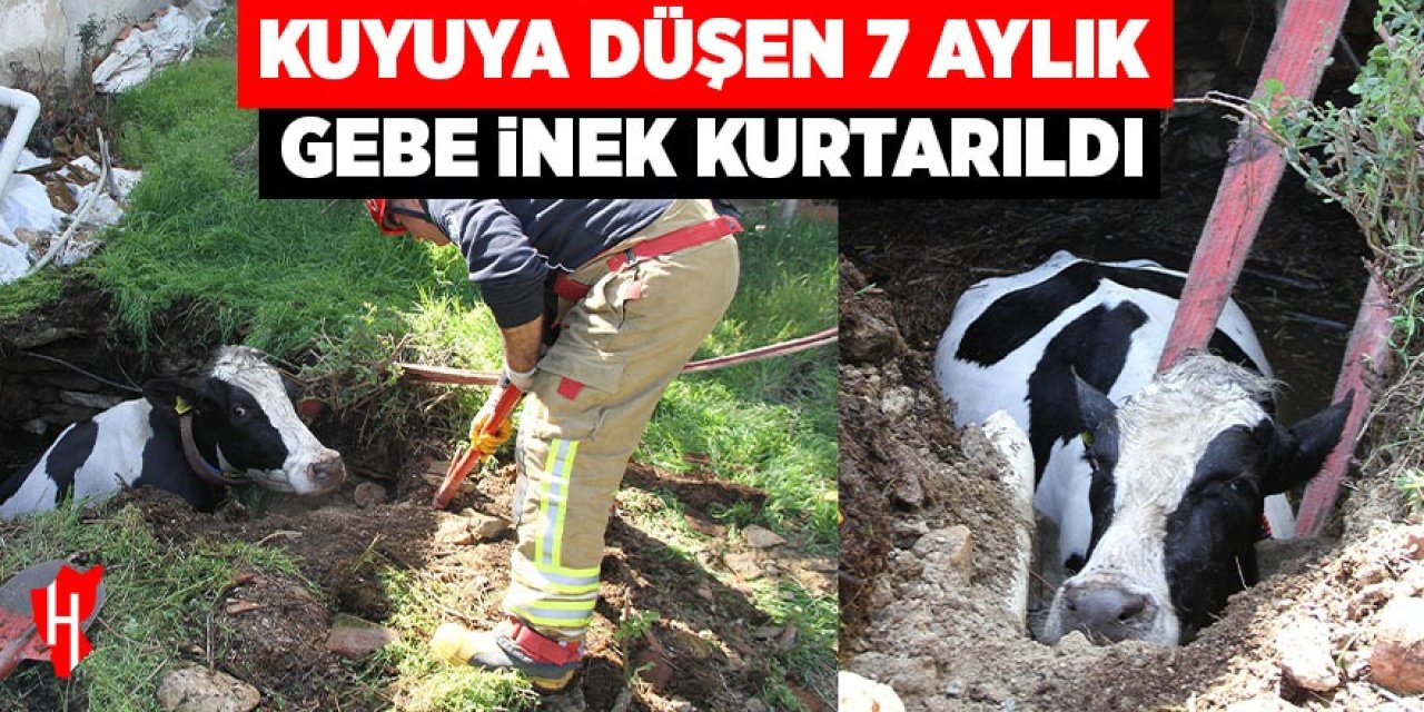 Kuyuya düşen 7 aylık gebe inek kurtarıldı