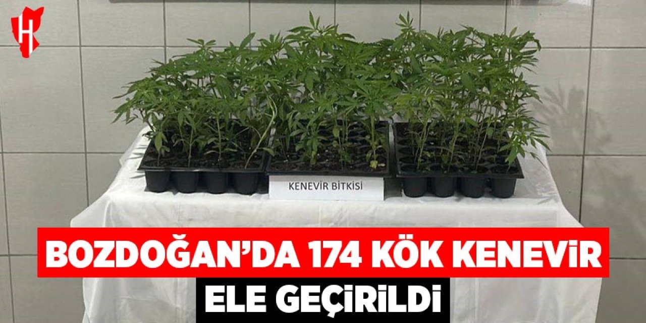 Bozdoğan’da 174 kök kenevir ele geçirildi