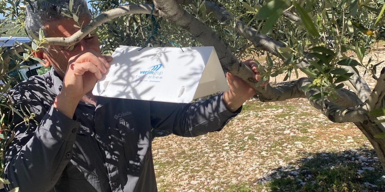 Zeytin güvesine karşı tuzak kurulumları başladı