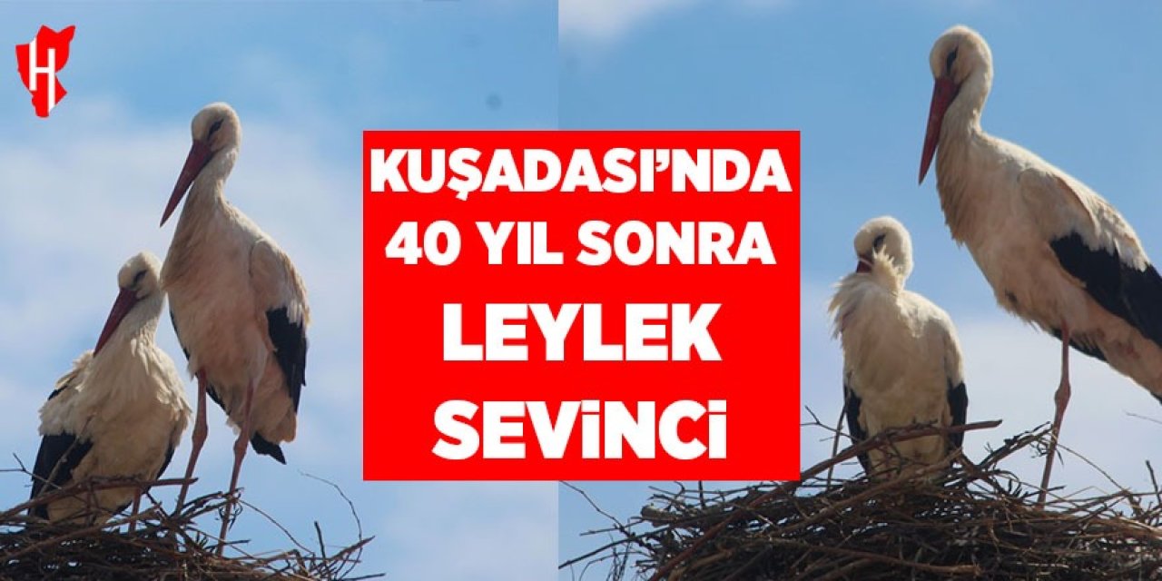 Kuşadası'nda 40 yıl sonra leylek sevinci