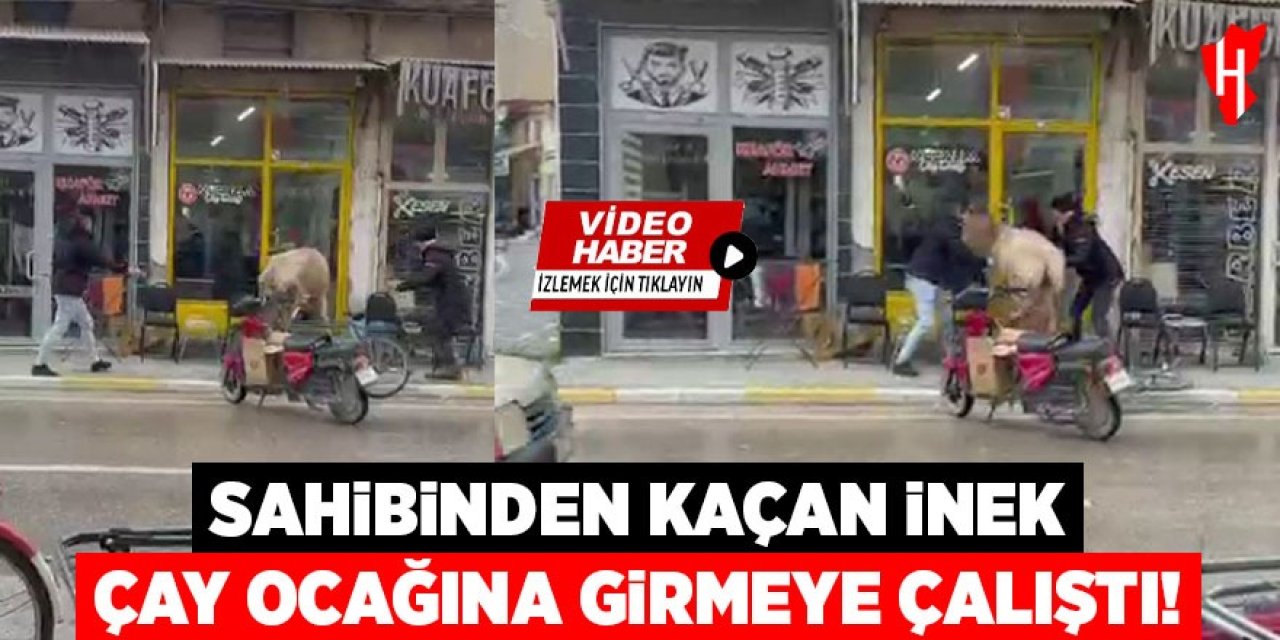 Sahibinin elinden kaçan inek çay ocağına girmeye çalıştı