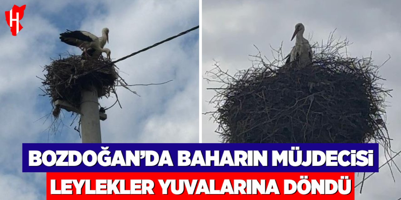 Bozdoğan’da baharın müjdecisi leylekler yuvalarına döndü