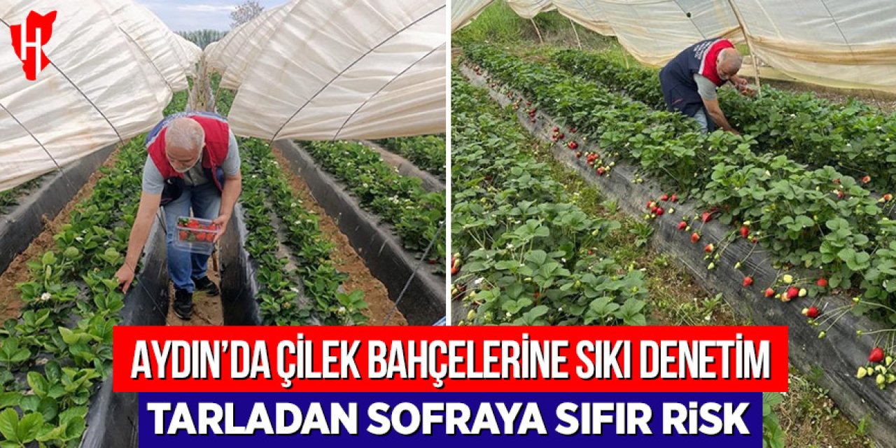 Aydın'da çilek bahçelerinde sıkı denetim: Tarladan sofraya sıfır risk