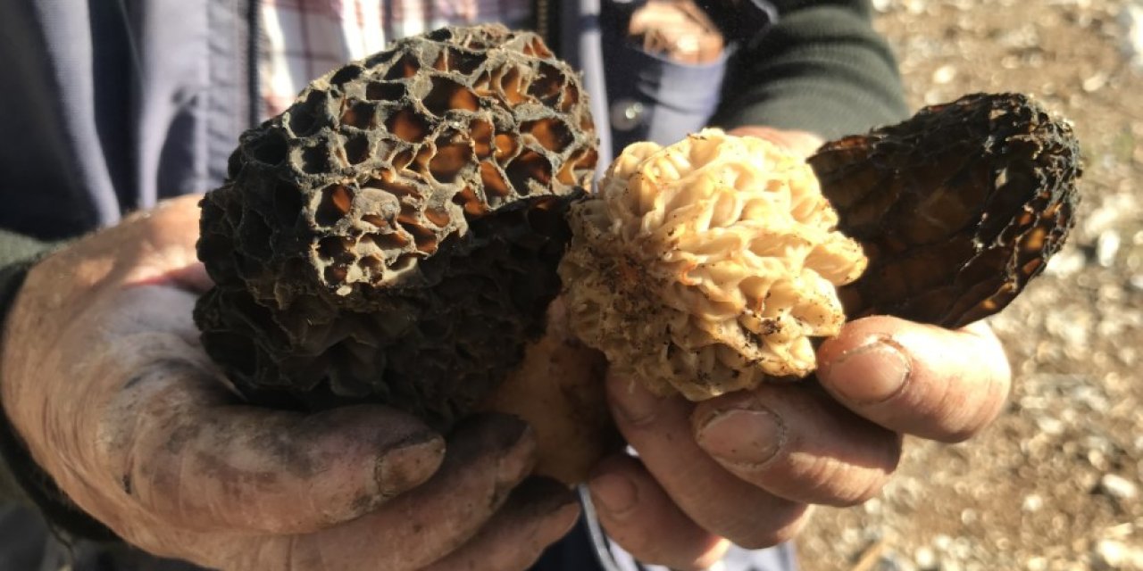 Bin 800 rakımlı dağlardan toplanıp kilosu bin 500 liradan satılıyor