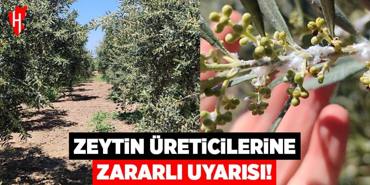 Zeytin üreticilerine zararlı uyarısı
