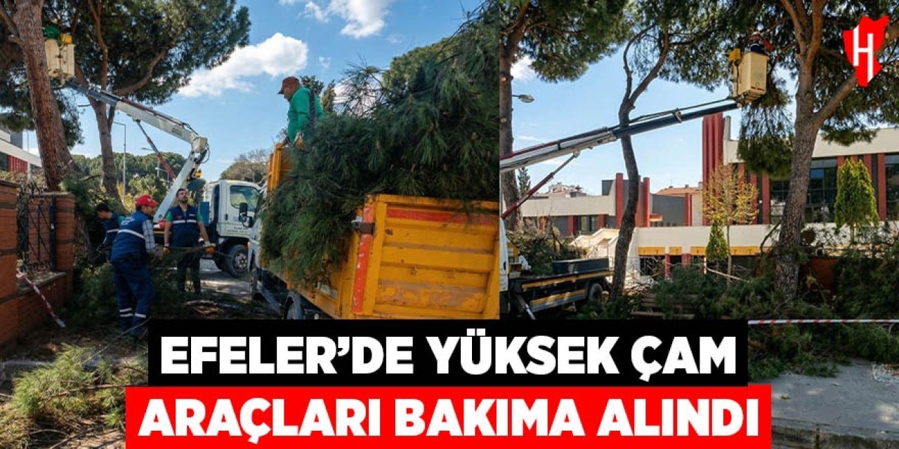 Efeler'de yüksek çam ağaçları bakıma alındı