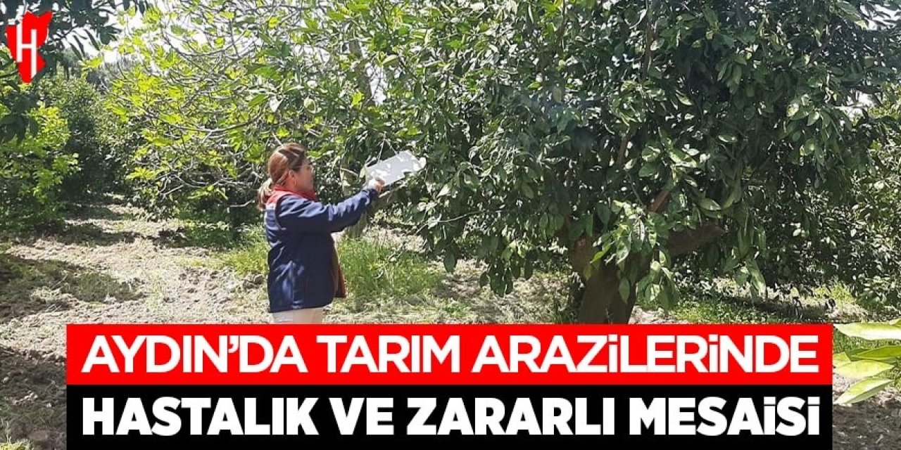 Aydın'da tarım arazilerinde hastalık ve zararlı mesaisi