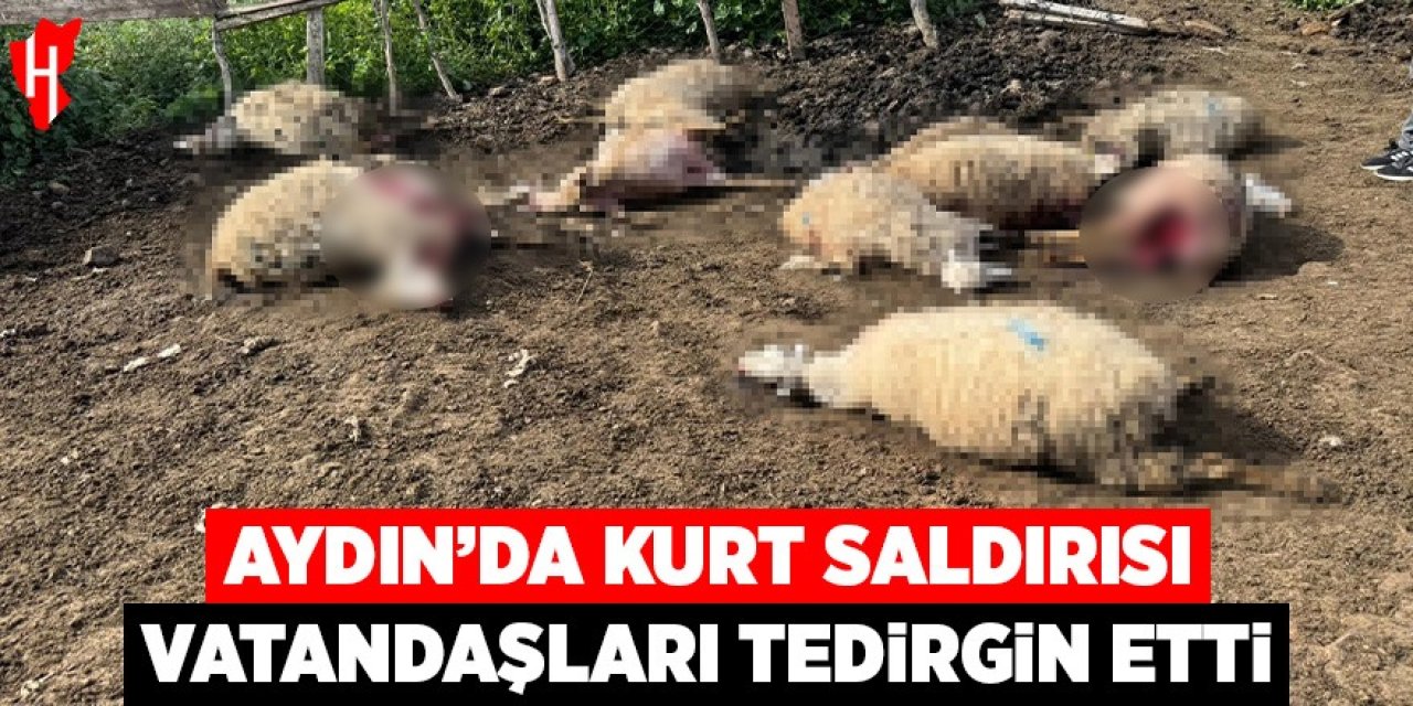 Aydın'da kurt saldırısı vatandaşları tedirgin etti