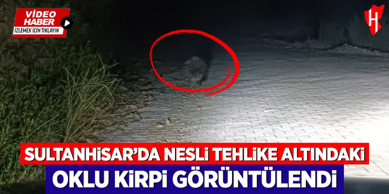 Sultanhisar’da nesli tehlike altındaki oklu kirpi görüntülendi