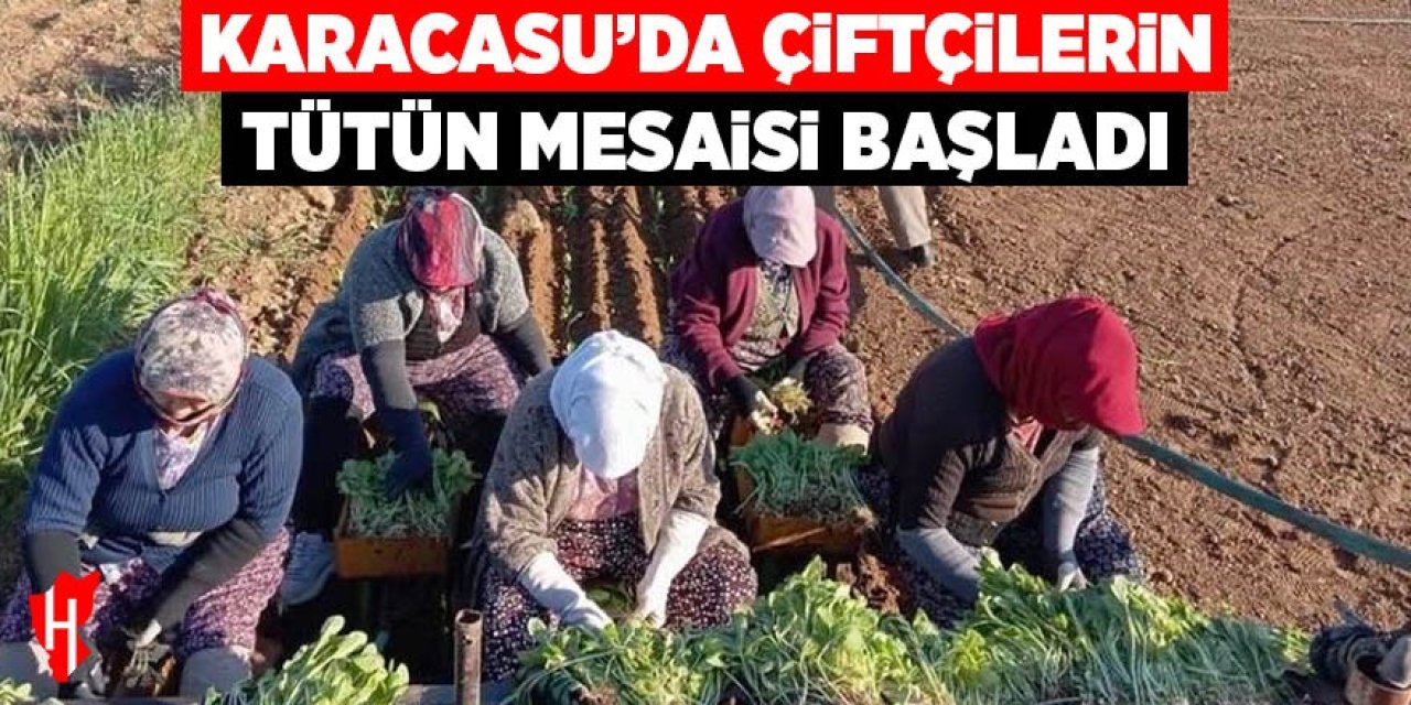 Karacasu'da çiftçilerin tütün mesaisi başladı