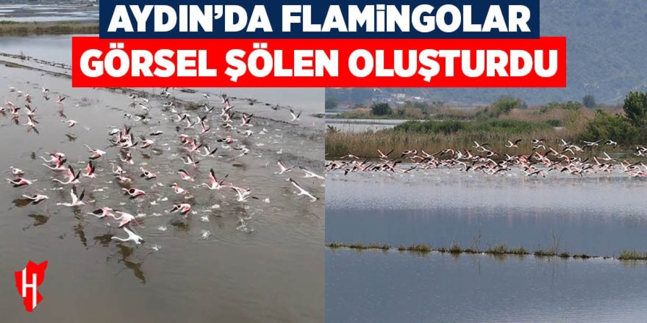 Aydın'da su altında kalan arazilerde flamingolar görsel şölen oluşturdu