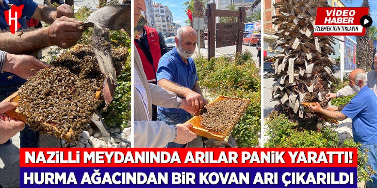 Nazilli Meydanı’nda arılar panik yarattı: Hurma ağacından bir kovan arı çıkarıldı