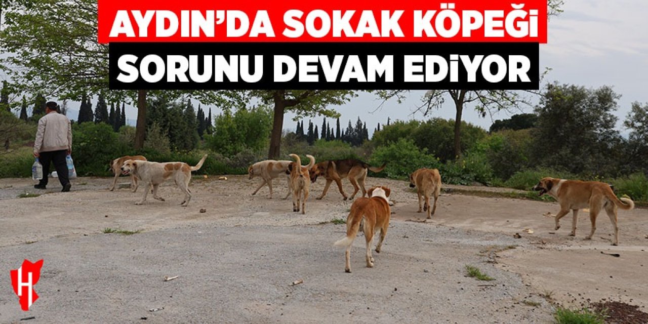 Aydın'da sokak köpeği sorunu devam ediyor