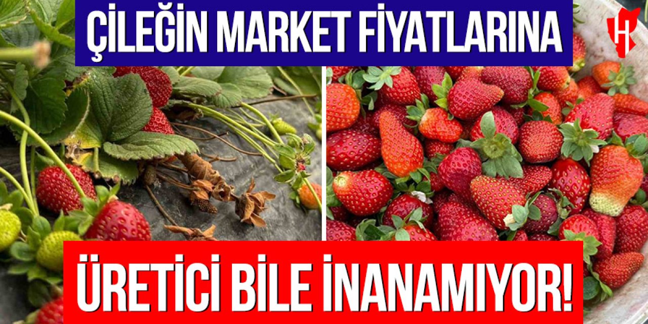 Çileğin market fiyatlarına üretici bile inanamıyor