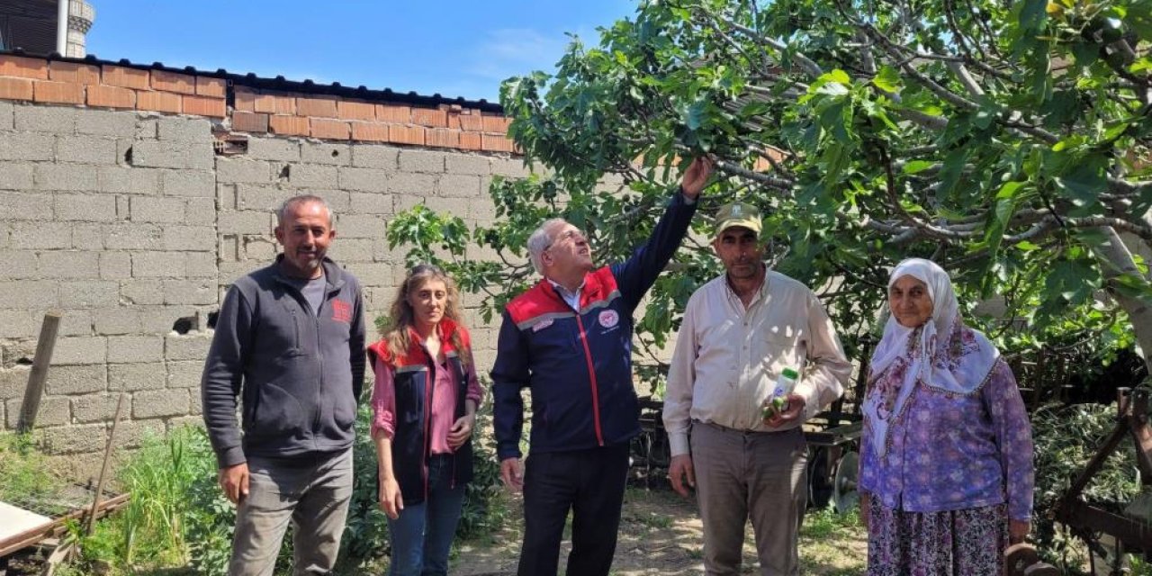 Buharkent'te ilek bahçeleri kontrol edildi