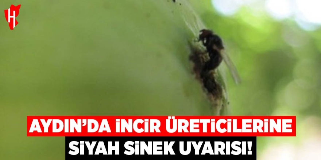 Aydın'da incir üreticilerine siyah sinek uyarısı