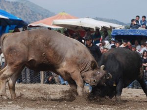 Ege’nin Boğaları Atçalı Gençler İçin Güreşti