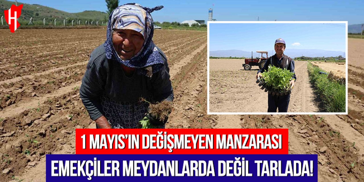 1 Mayıs’ın değişmeyen manzarası: Emekçiler meydanlarda değil tarlada