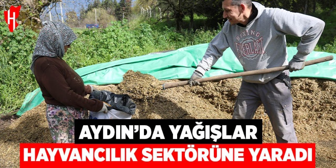 Aydın’da yağışlar hayvancılık sektörüne yaradı
