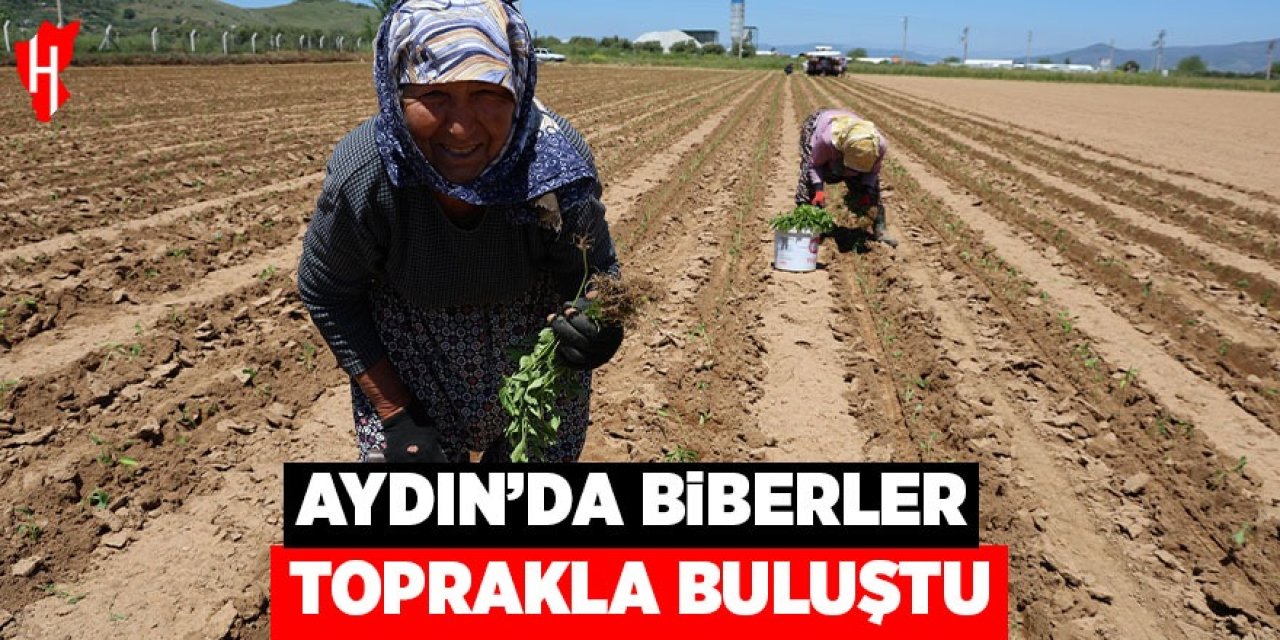 Aydın'da biberler toprakla buluştu