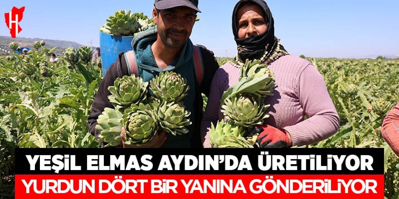 Yeşil elmas Aydın'da üretiliyor, yurdun dört bir yanına gönderiliyor
