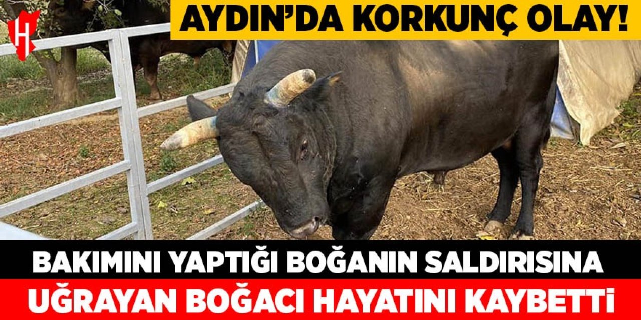 Aydın'da bakımını yaptığı boğanın saldırısına uğrayan boğacı hayatını kaybetti