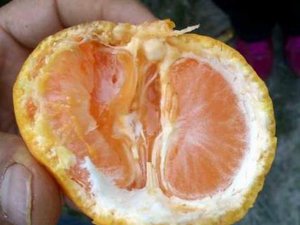 Narenciye Üreticisine Akdeniz Sineği Sıkıntı Veriyor