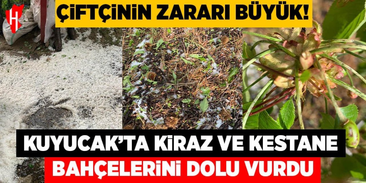 Kuyucak’ta kiraz ve kestane bahçelerine dolu vurdu!  Çiftçinin zararı büyük