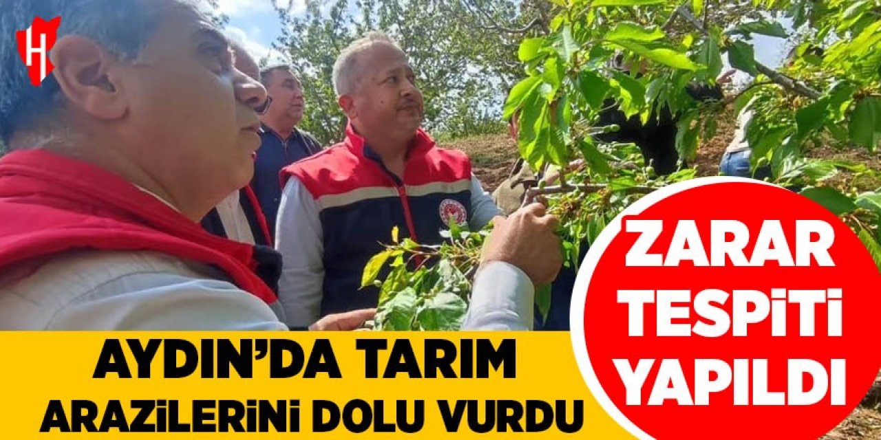 Kuyucak'ta tarım arazilerini dolu vurdu: Zarar tespiti yapıldı