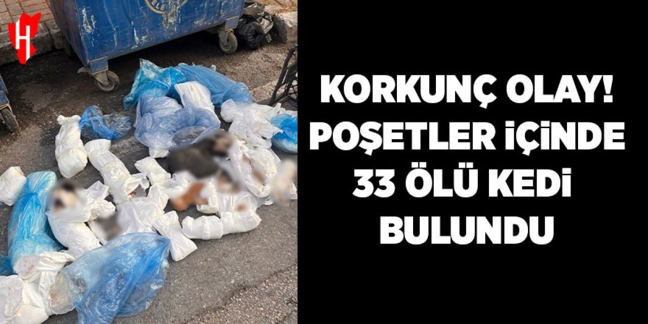 Korkunç olay! Poşetler içinde 33 ölü kedi bulundu