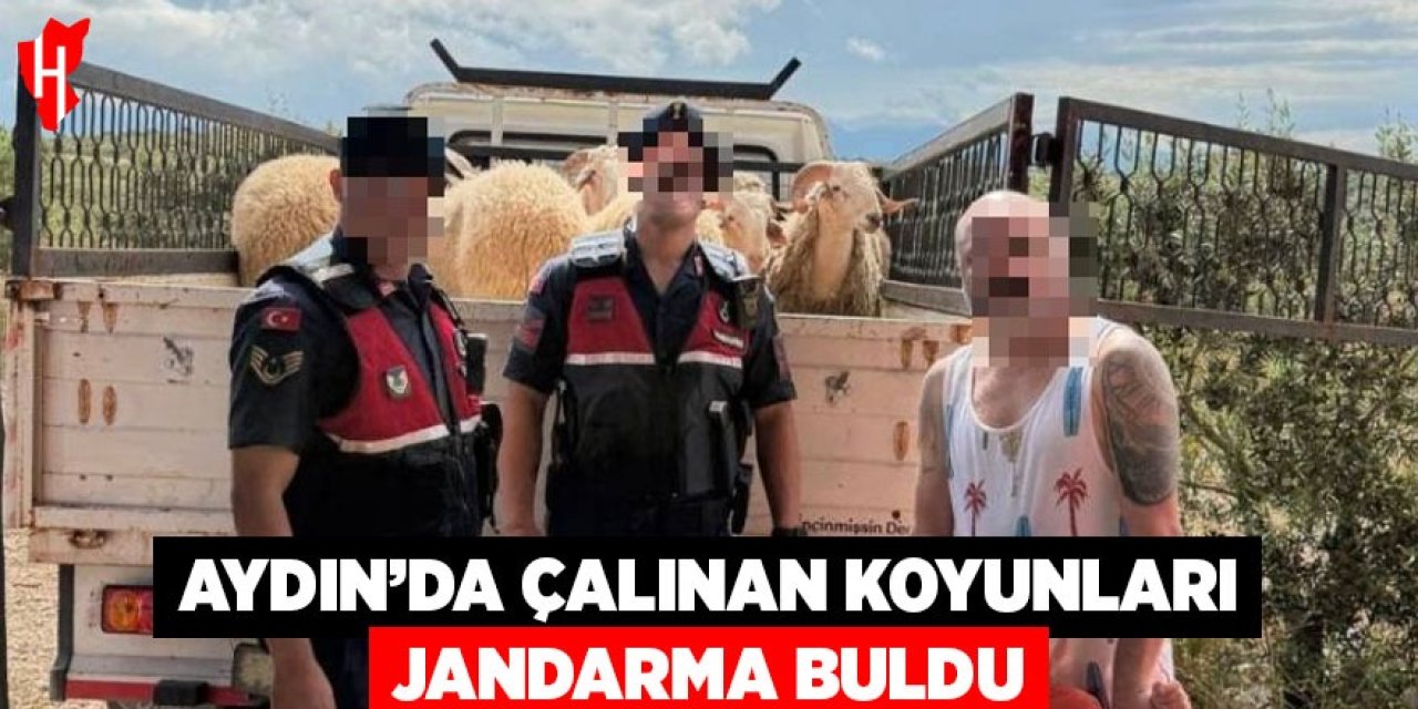 Aydın'da çalınan koyunları jandarma buldu