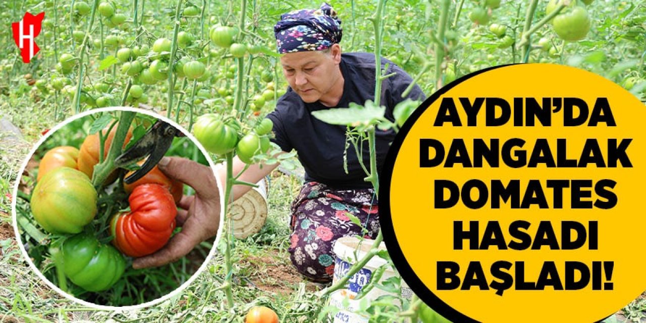 Aydın'da dangalak domates hasadı başladı