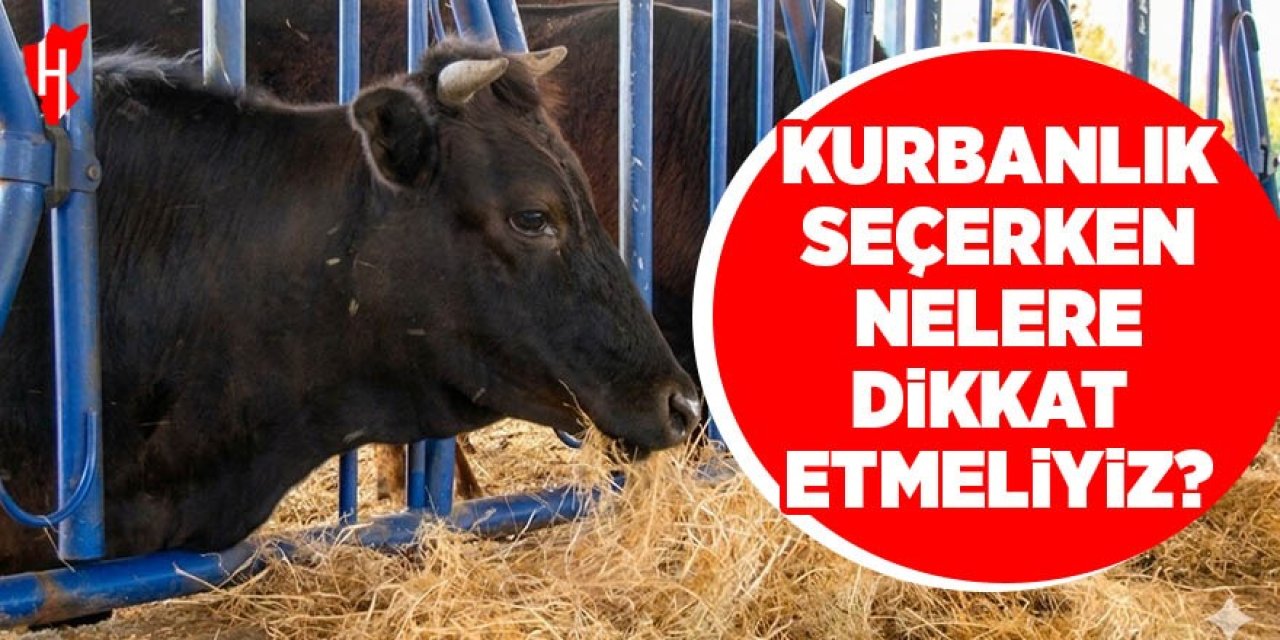 Kurbanlık seçerken nelere dikkat etmeliyiz?