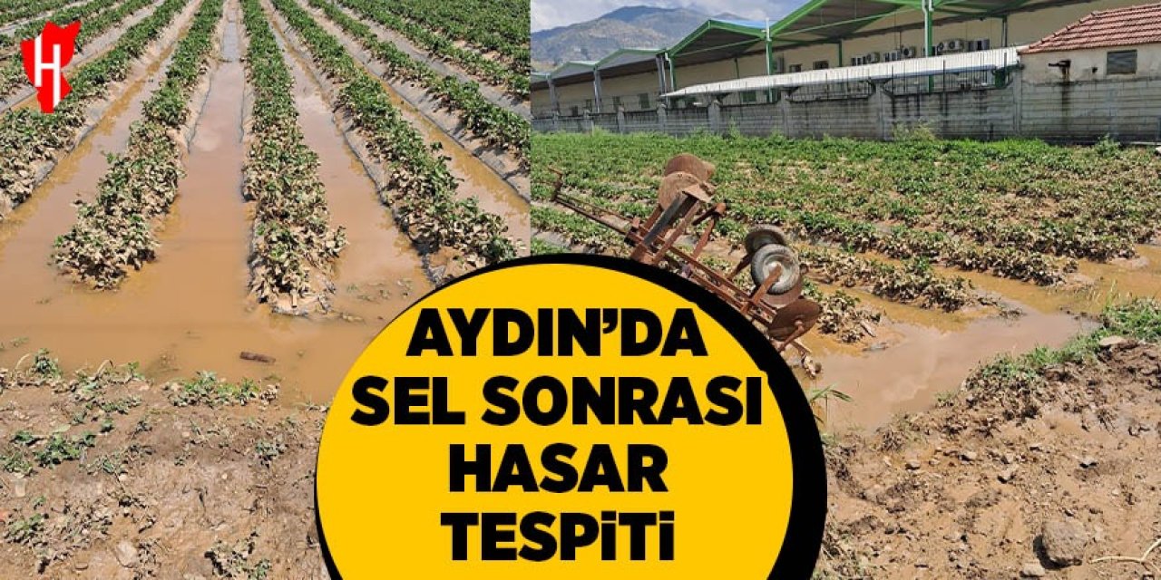 Aydın'da sel sonrası arazilerde hasar tespiti