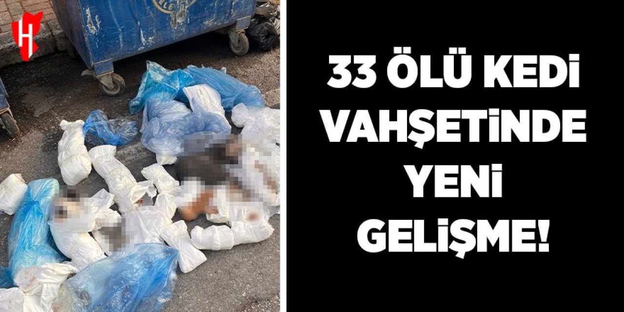 33 ölü kedi vahşetinde yeni gelişme