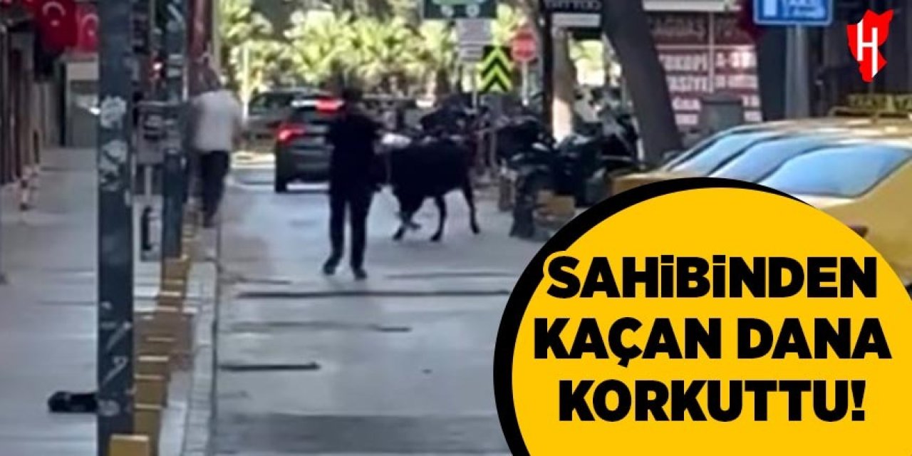 Sahibinin elinden kaçan dana korkuttu