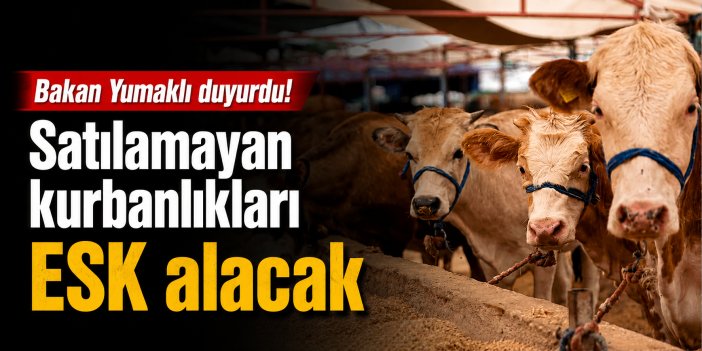 Satılamayan kurbanlıkları Et ve Süt Kurumu alacak!
