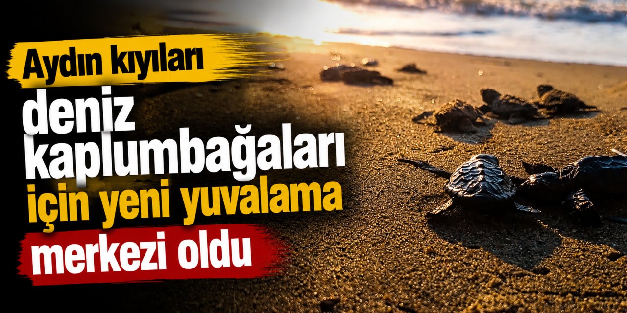 Caretta Carettaların yeni gözdesi Aydın kıyıları oldu!