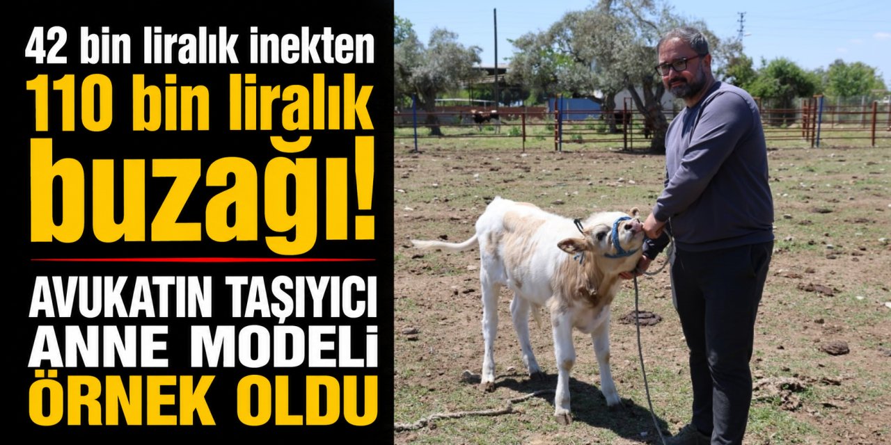 42 bin liralık inekten 110 bin liralık buzağı! Avukatın taşıyıcı anne modeli modeli örnek oldu